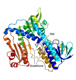 glutathione