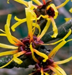 witch hazel